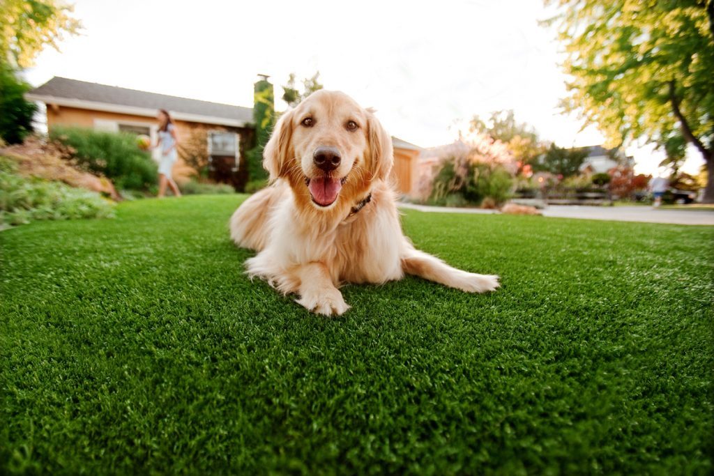 PET TURF